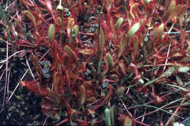 Drosera anglica / Drosera a foglie allungate
